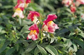 Snapdragon Floral Showers Coral Bicolor 1,000 seeds