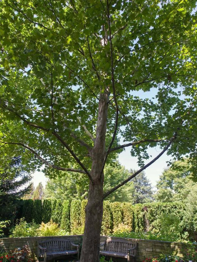 Live American Sycamore Plant (Platanus occidentalis) – Quart Pot (10–12″ Tall)