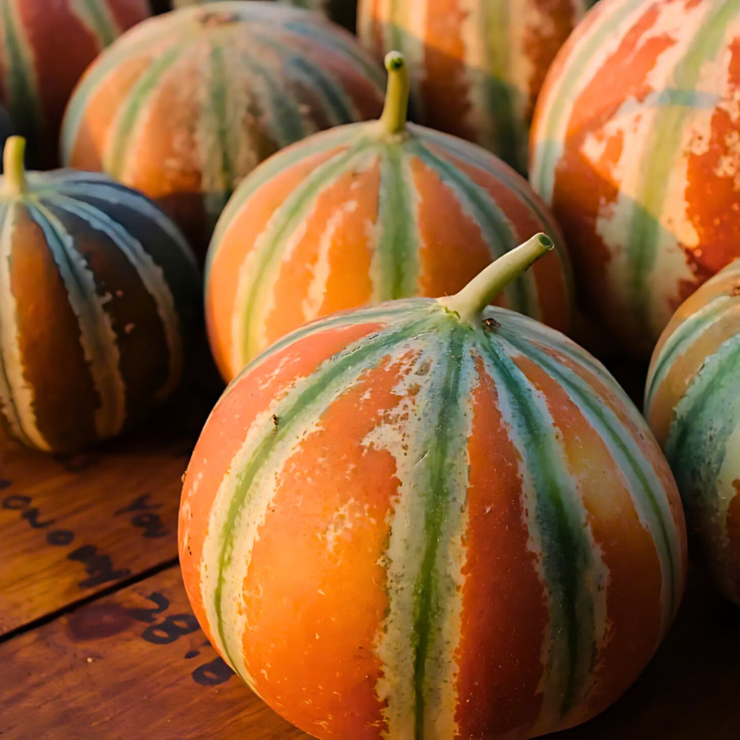 Fresh Kajari Melon Seeds | Dheli Melon | Heirloom Non-GMO | Fresh Fruit Seeds