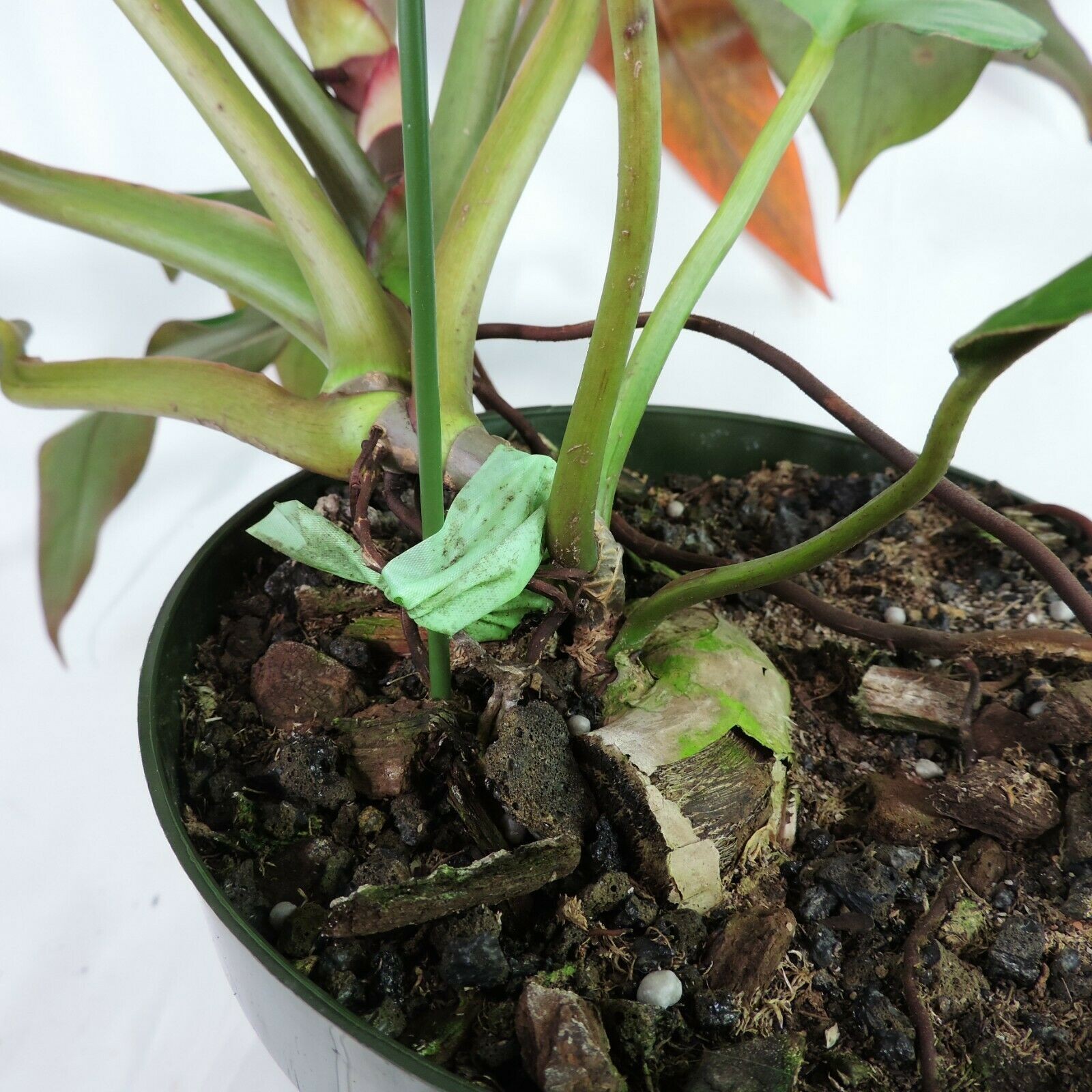 Philodendron Orange Marmalade, Autumn Queen 6″ pot, Fedex 2day