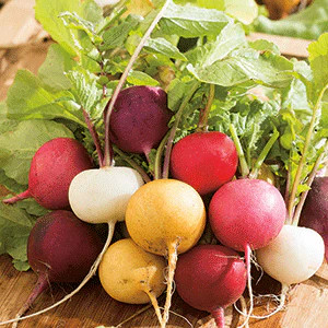 Crayon Colors Mix Radish Seeds | USA Garden Vegetable Rainbow Radishes Seed 2024