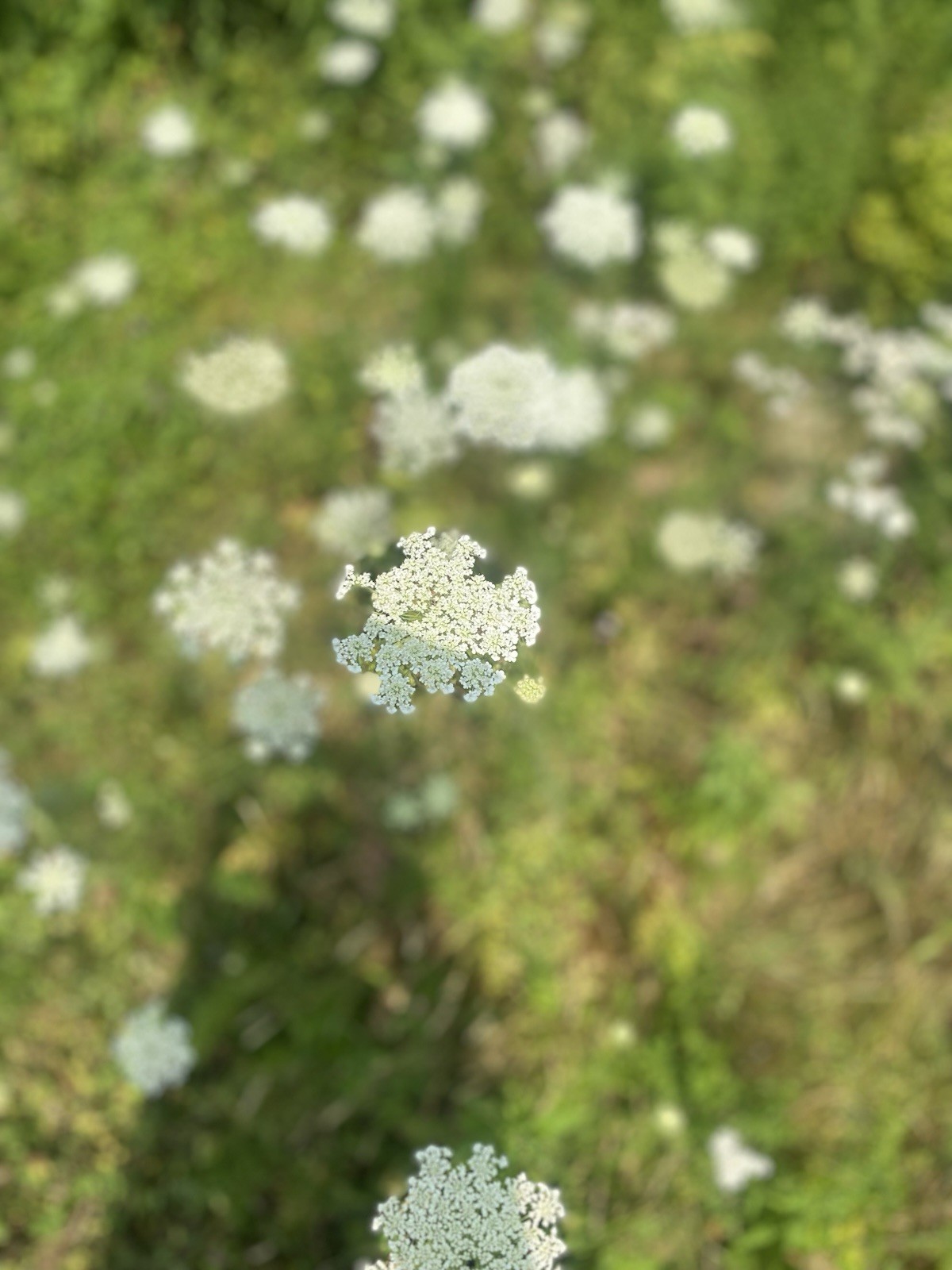 Maine Grown Wild Carrot / Queen Anne’s Lace, Daucus carota – 3 Bare Root Plants