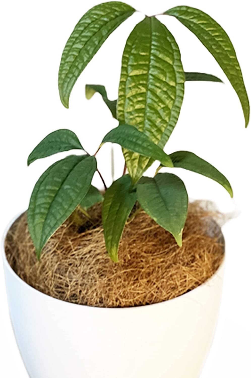 Anthurium Arisaemoides by LEAL PLANTS ECUADOR Live Plants| house plants