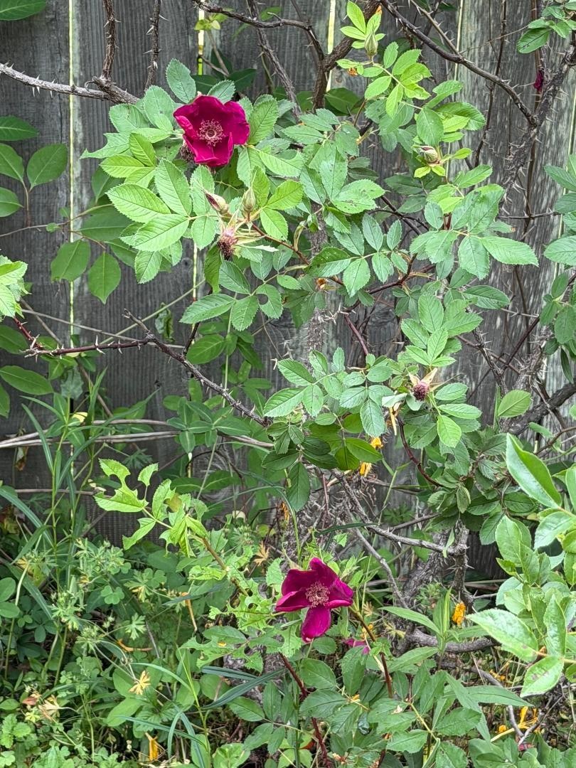 Very Fragrant Rosa Basye Purple Rugosa Rose 3 Unrooted Cuttings 6-8′ long