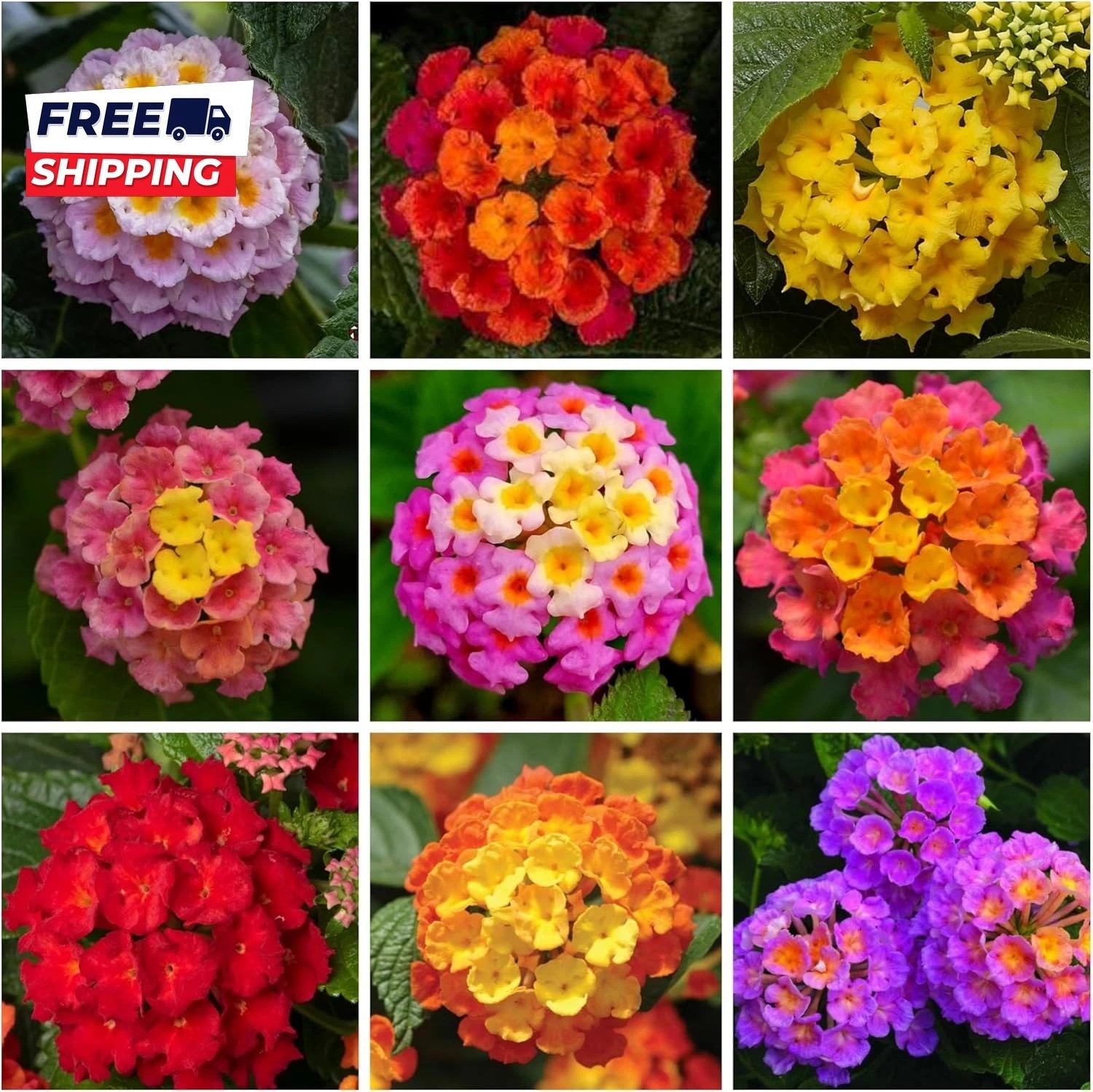 Lantana Flower Seeds for Planting 300+ Mixed Color Flower Seeds to Plant Great