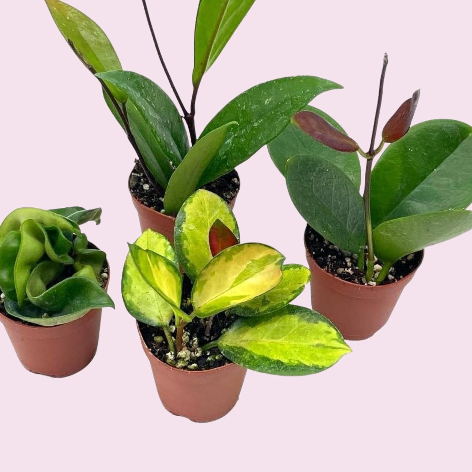 Hoya Variety Assortment Plant Set, Hindu Rope, Varigated Australis, Lisa, Pubica