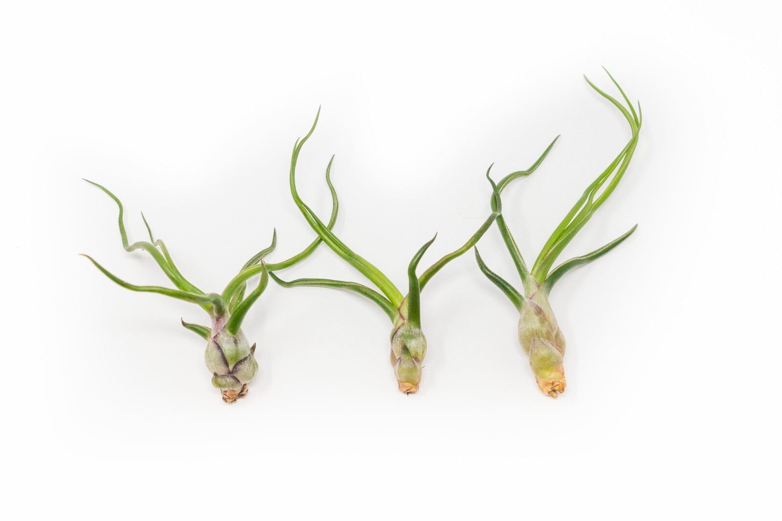 Tillandsia Bulbosa Guatemala Air Plants – Live Indoor/Outdoor House Decor