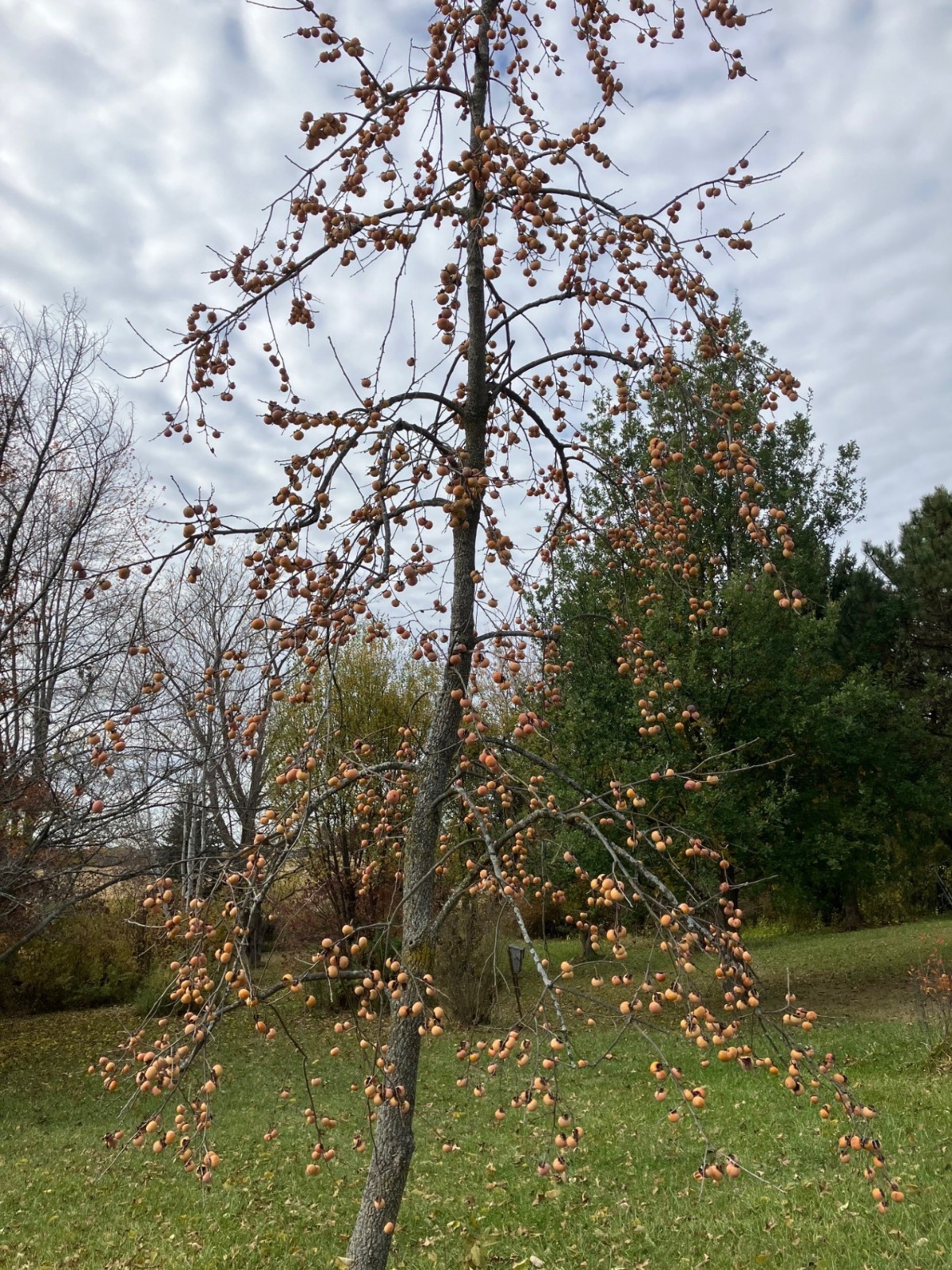 Native American Persimmon SEEDS–Fresh 2025 Seeds–$5/25 seeds