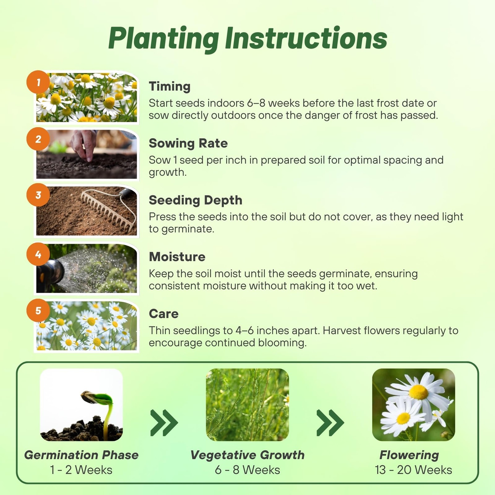 German Chamomile Seeds 5000 Pcs Annual, Drought Tolerant Herb for Pollinator