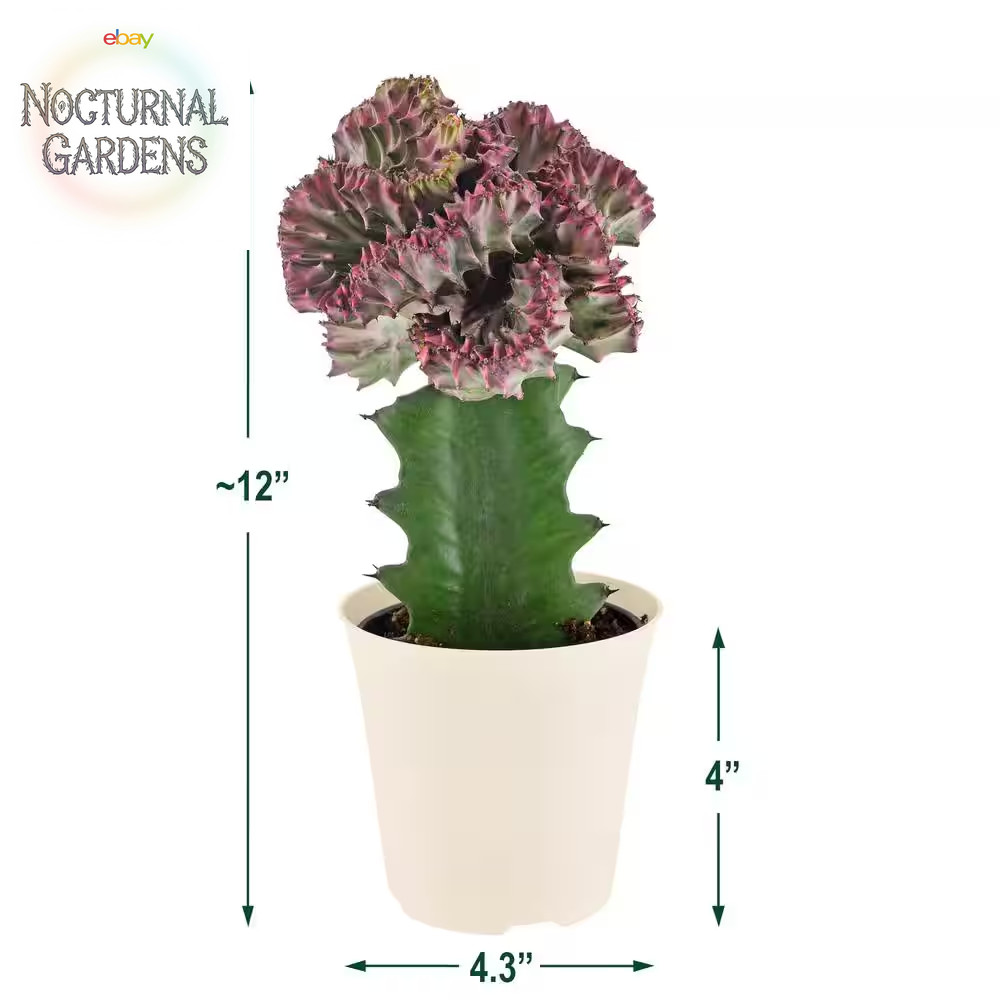4 In. Light Purple Marmaid Tail Coral Cactus Live Indoor Plant in Beige Plastic