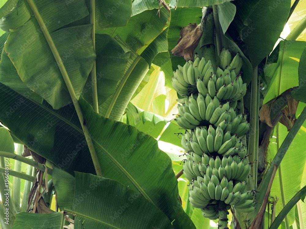 1 Gros Michel Banana Plant Starter Plug