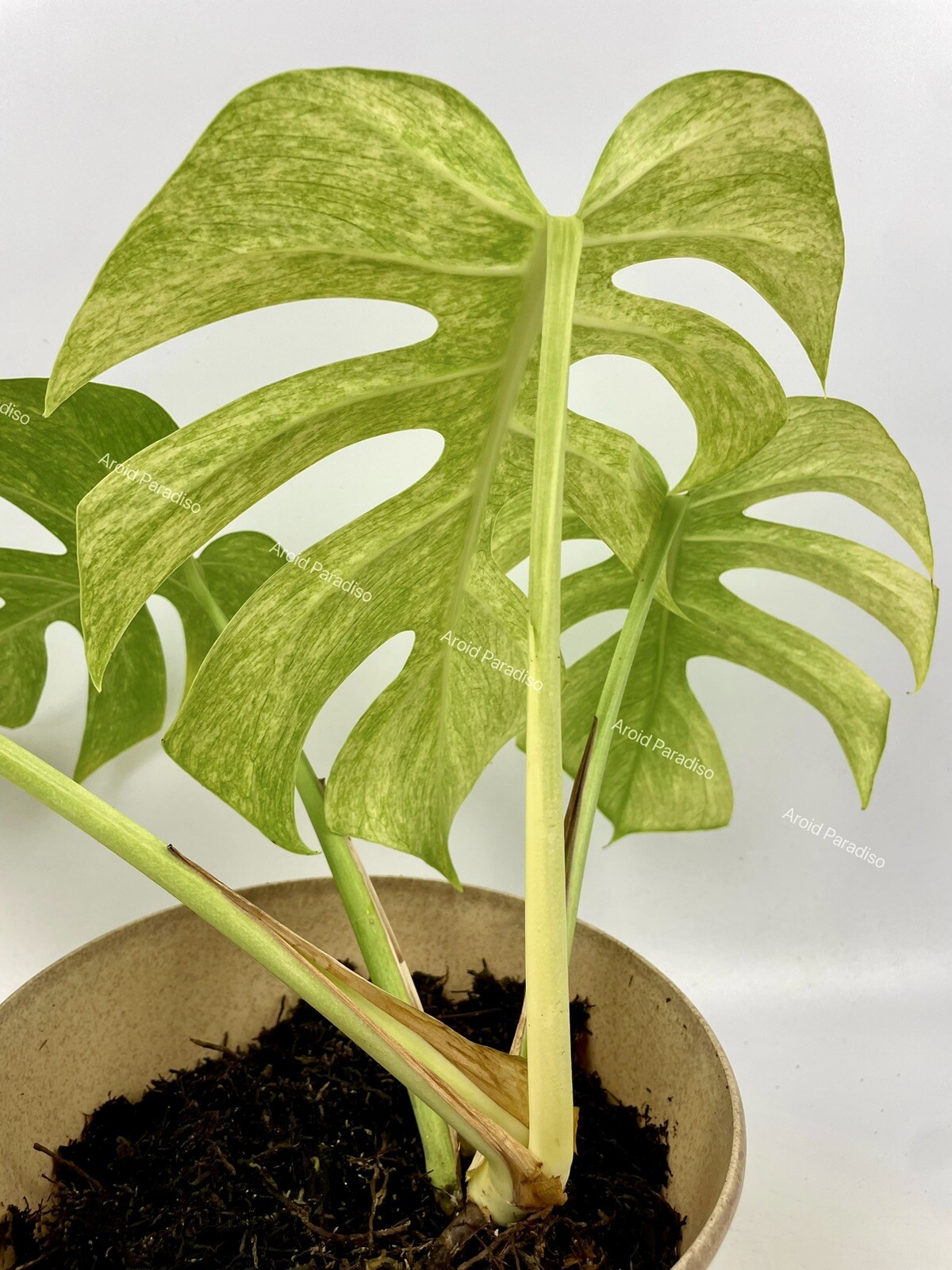 Rooted Monstera Deliciosa Mint Variegata Plant