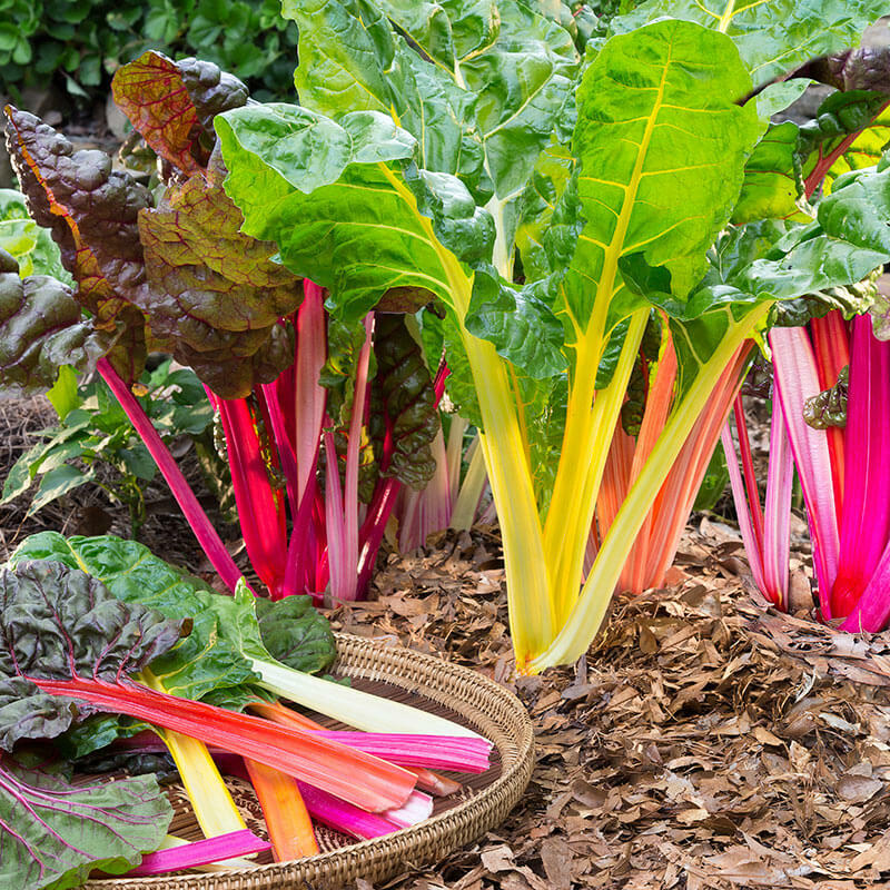 50 + Rainbow Swiss Chard Seeds Rhubarb Perpetual Spinach Garden Fresh USA