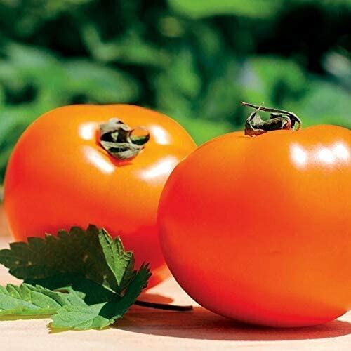Chef’s Choice Orange Hybrid Tomato Seeds – 25 Seeds