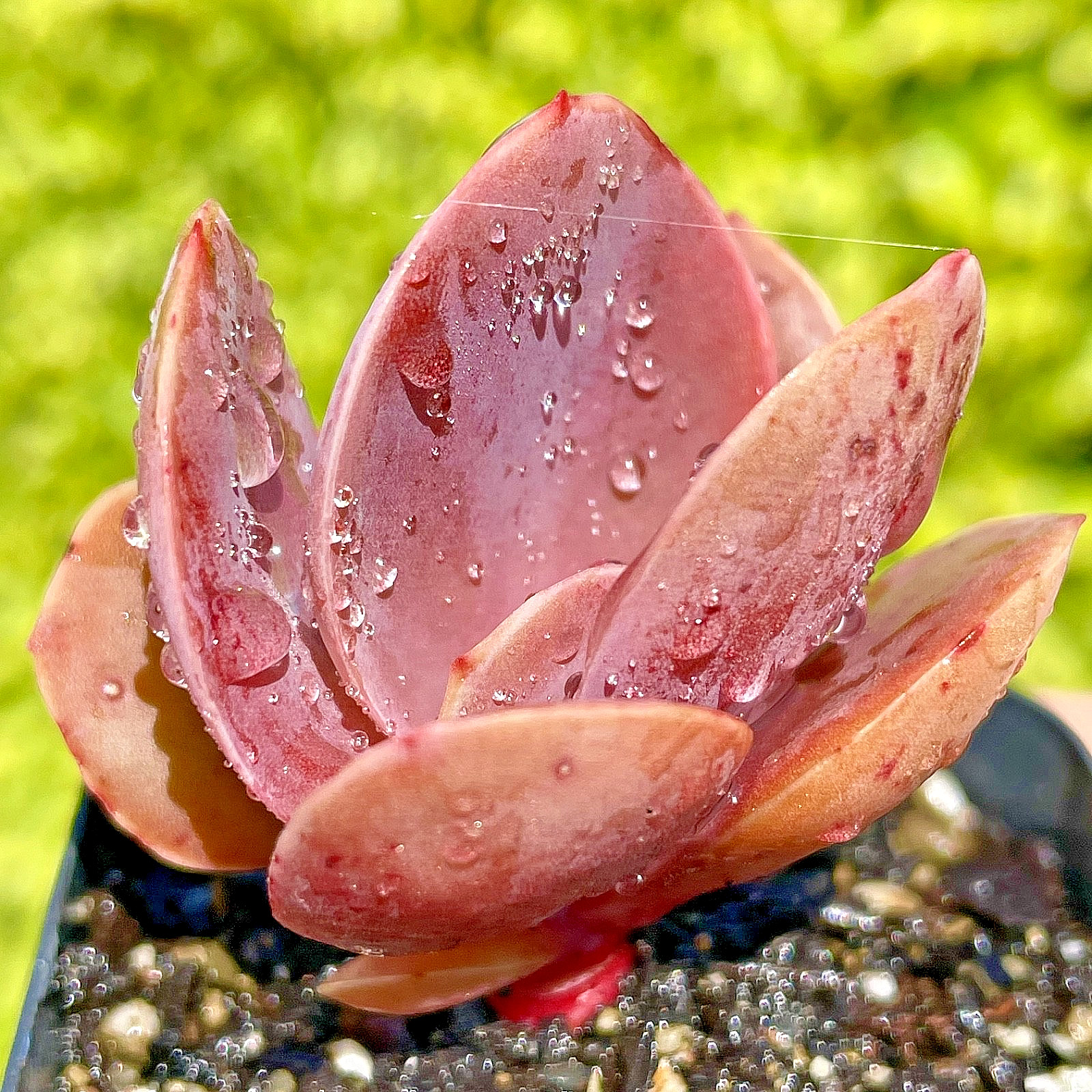 Rare Imported Burgundy Red Pink Paddle Succulent Rooted Live Plant 2.5-3″