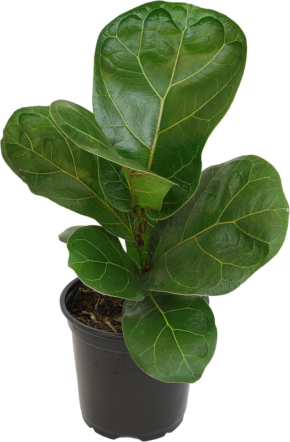 Plants for Pets Ficus Lyrata Fiddle Leaf Fig Plant, House Plants Indoors Live…