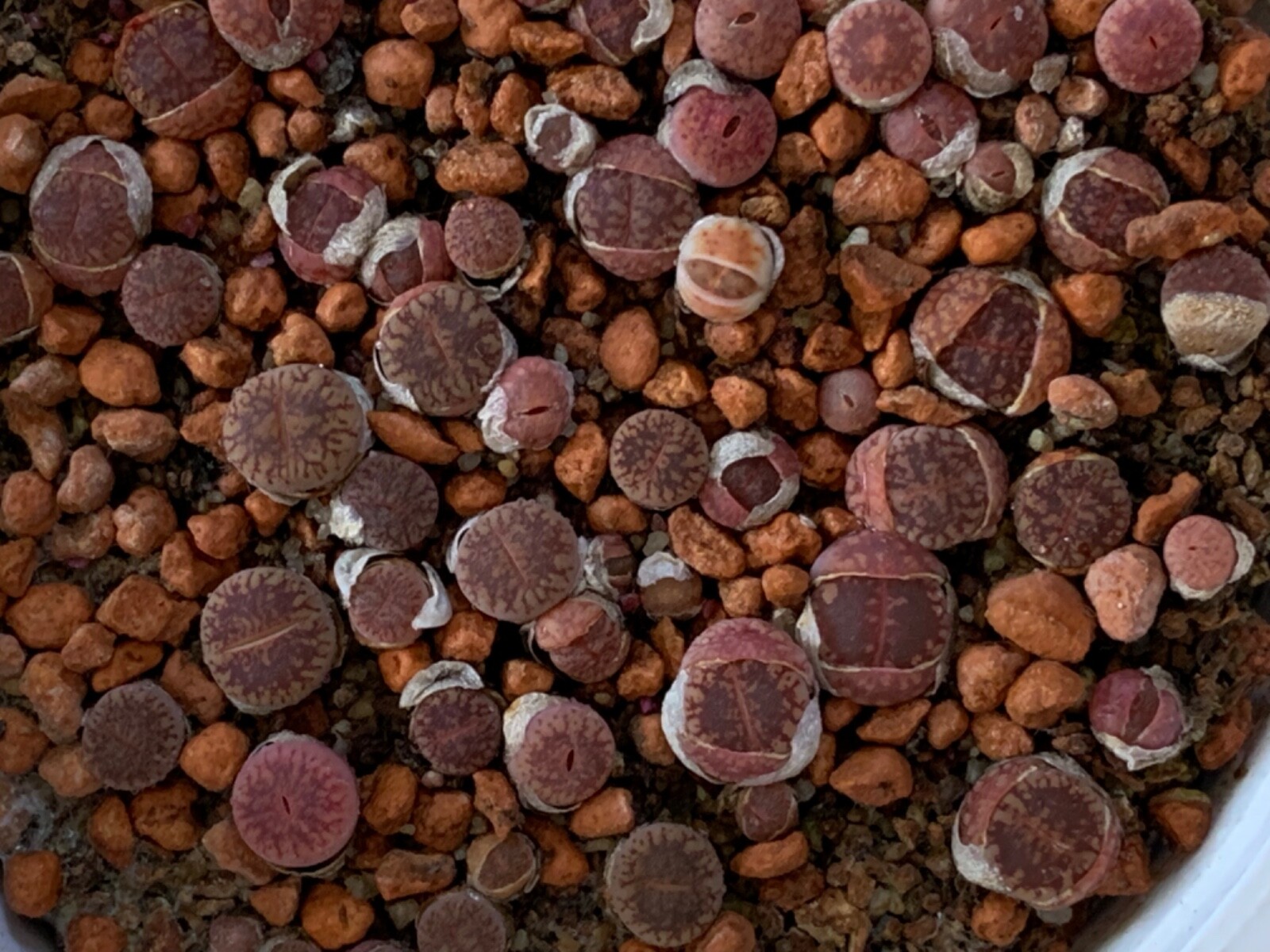 Lithops aucampiae “Dark Wine Red ” 100seeds