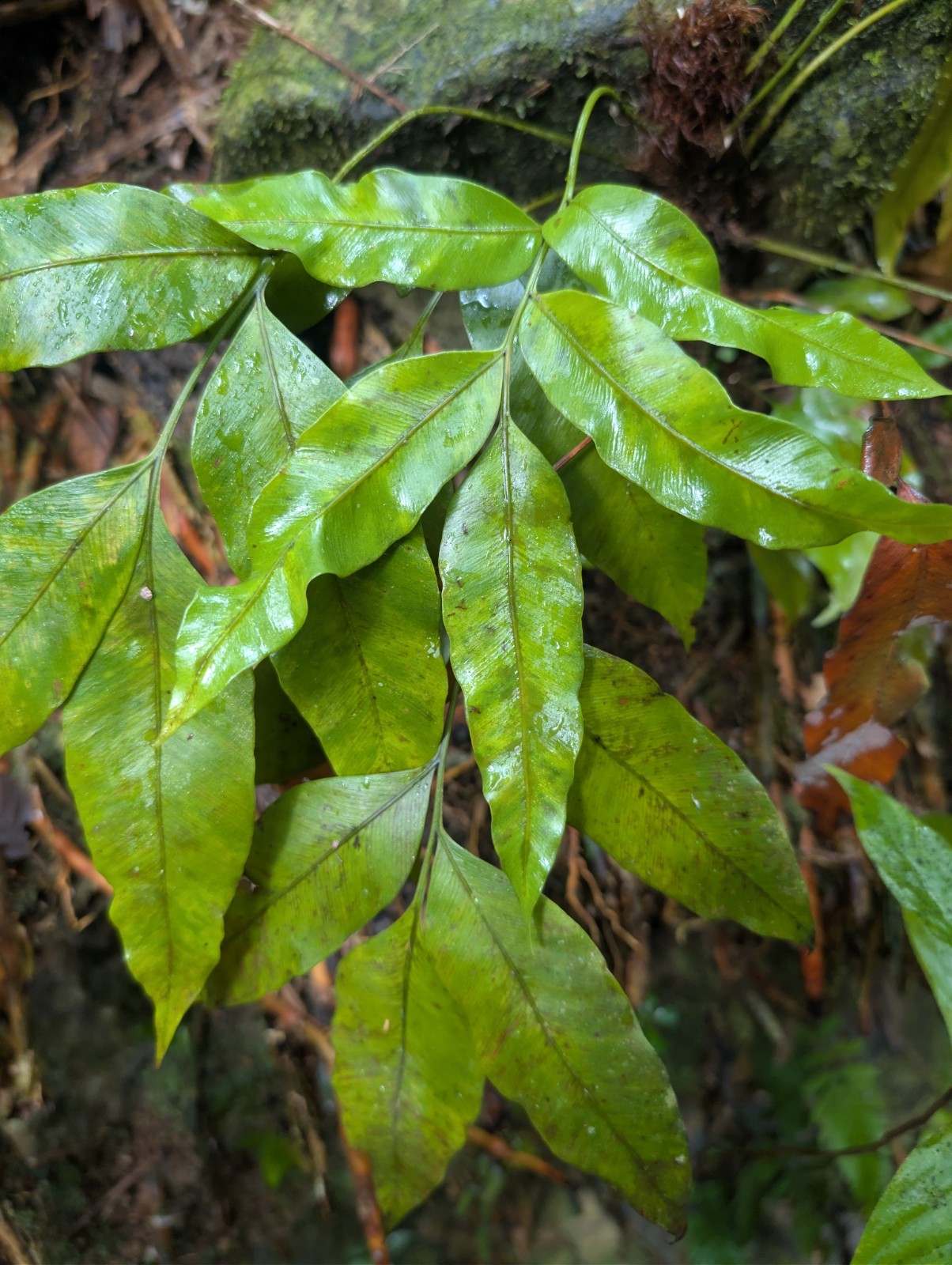 x2 LIVE Bare : Danea Fern 10″ long each, exotic rare fern SHADE