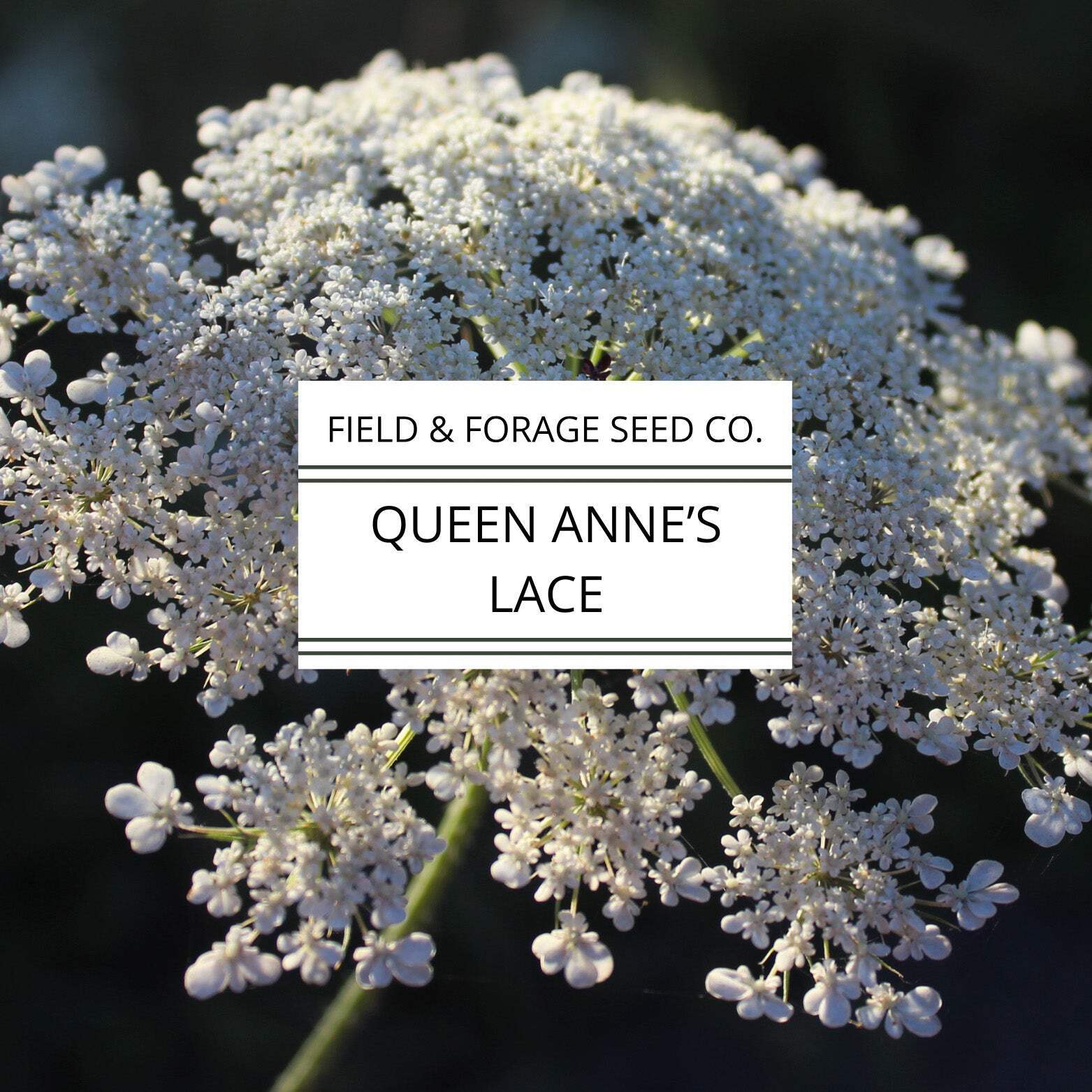 Queen Anne’s Lace Seeds | Daucus carota | Heirloom Cut Flower | 300 Seeds