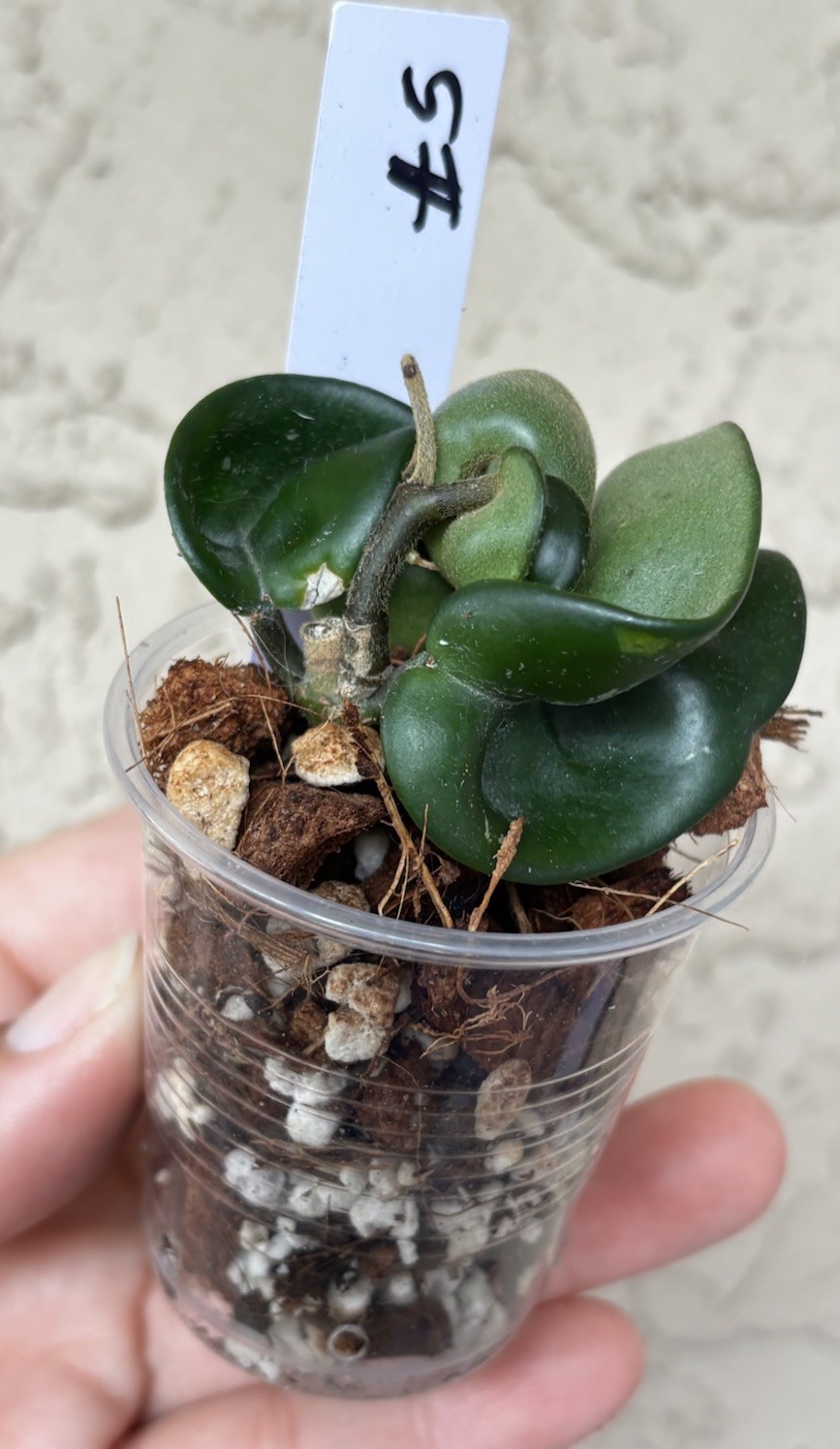 Hoya Hindu rope/ Hoya carnosa compacta / flor de cera/wax plant (#5)