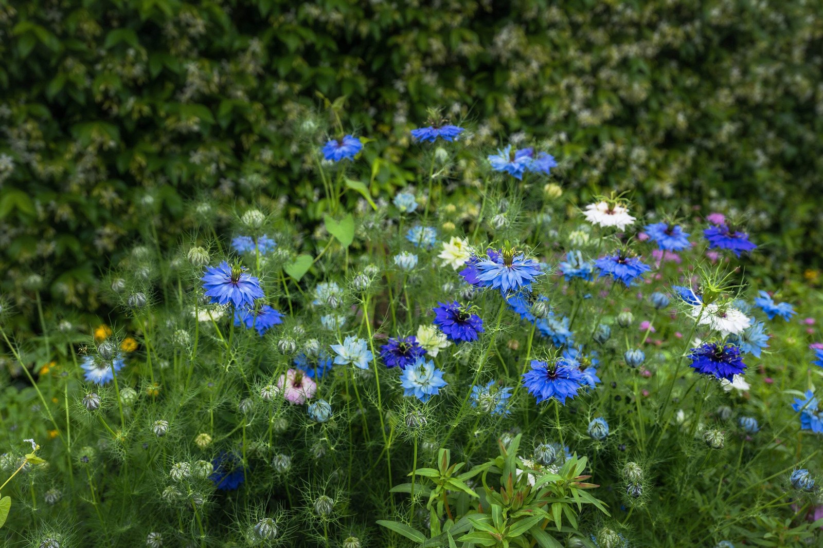 400 Blue & White LOVE IN A MIST Nigella Damascena Fennel Flower Seeds