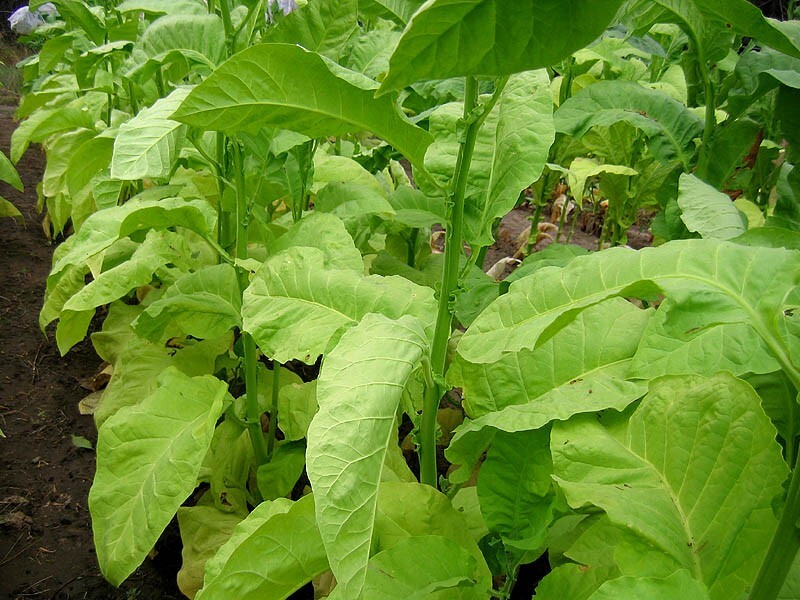 1000 Ainaro Tobacco Seeds ~ Dark Sun Cured Heirloom Non-GMO Nicotiana Tabacum