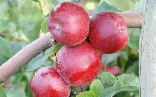 25+ Liberty Apple Seeds for Garden Planting – USA – FREE SHIPPING!