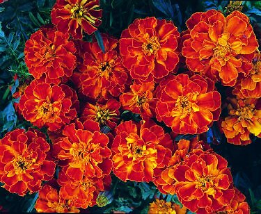 Marigold Zenith Red 1,000 seeds