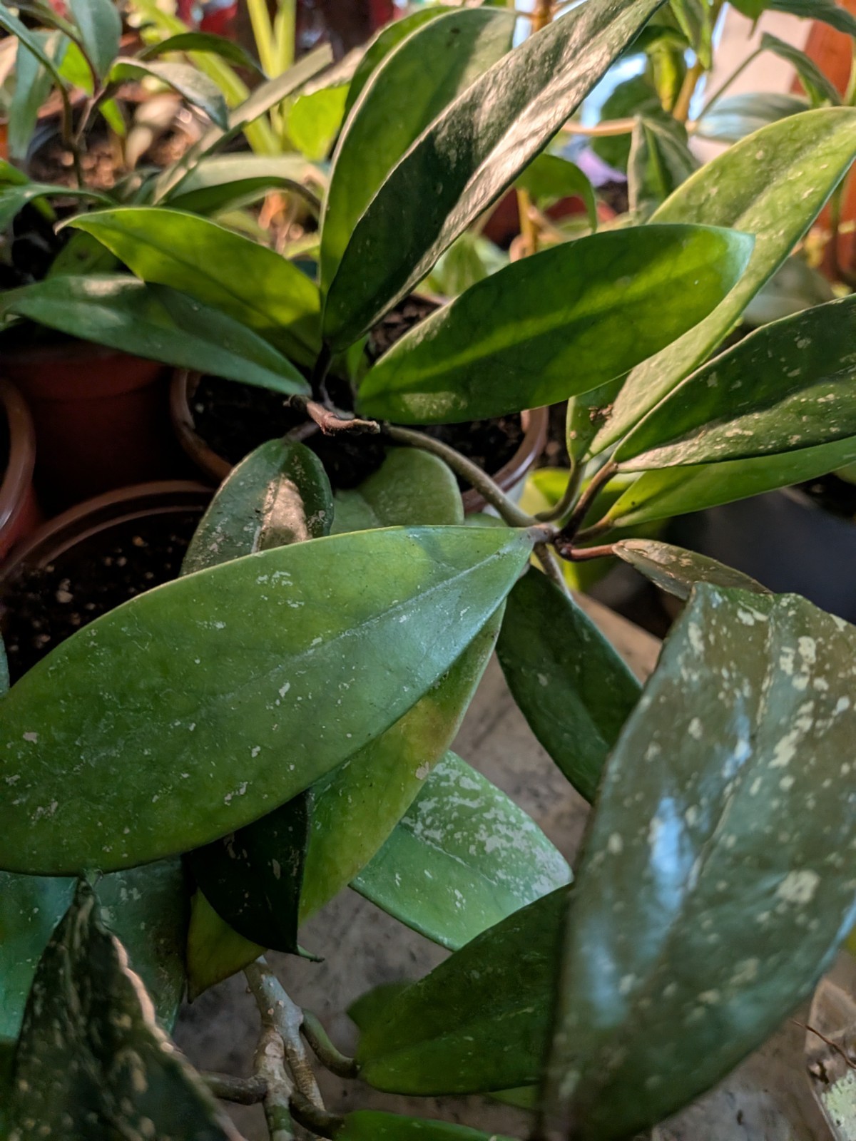 Hoya Collection 1 Hindu Rope 1 Krimson Princess 1 Publicalyx Splash In 3″ Pots