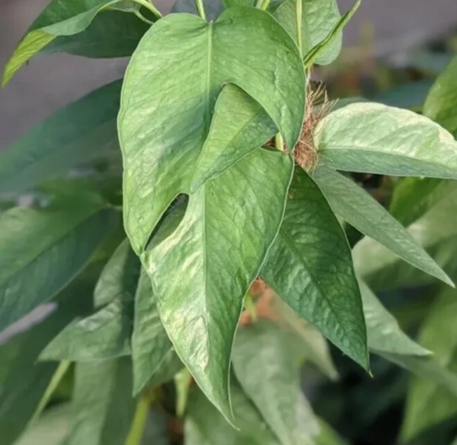 Lot of 3 Golden, Cebu Blue, Global Green Pothos 2 Leaf 2 Nodes UNROOTED CUTTINGS