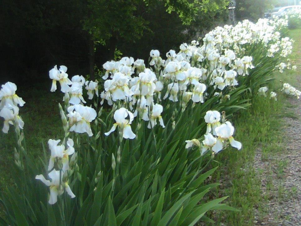 Order 5 organicaly grown white tall German bearded iris rhizome bulb