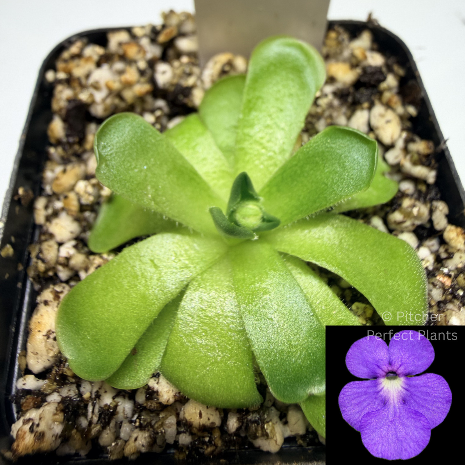 Pinguicula cyclosecta – Butterwort carnivorous plant