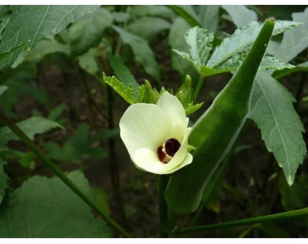 TEXAS LONGHORN OKRA SEEDS Dau bap 50+ or 100+ you picked