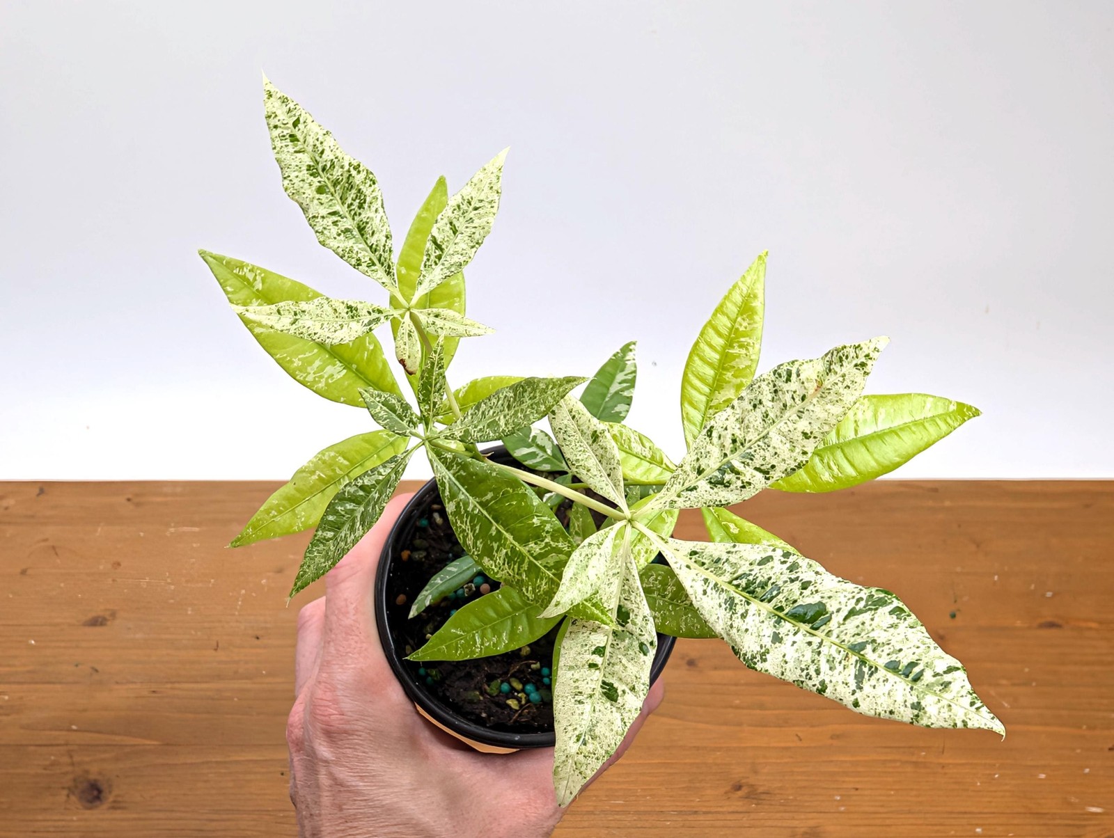 Albo Milky Way Variegated Money Tree (Pachira) 4” pot