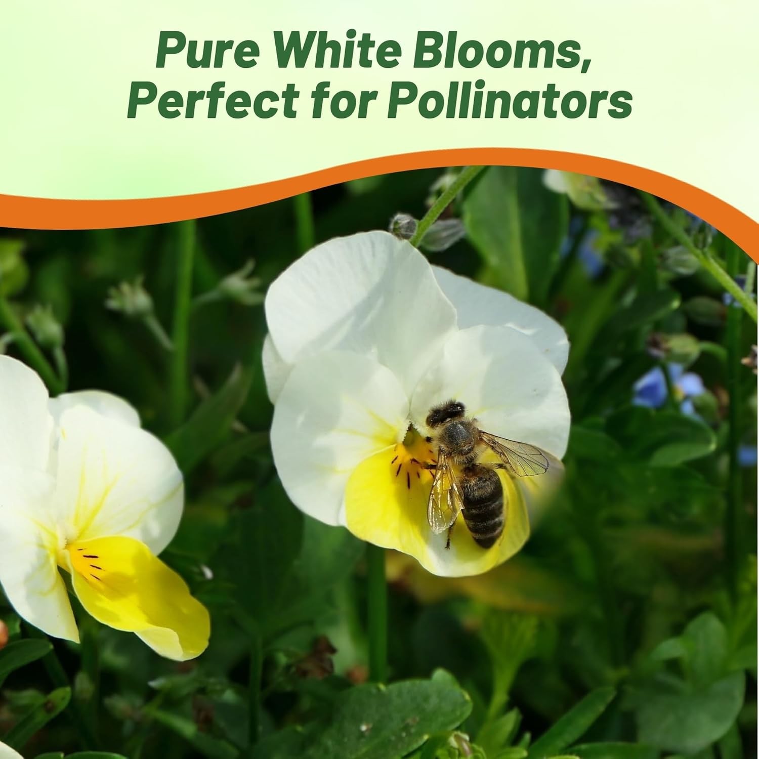 1000 Seeds Viola Seed – Viola White Perfection Flower Seeds