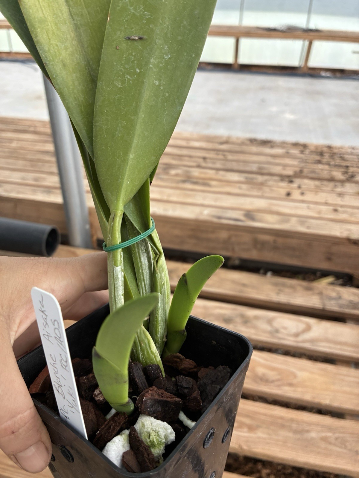 Cattleya Blanche Asaika Yuki FCC/AOS Division