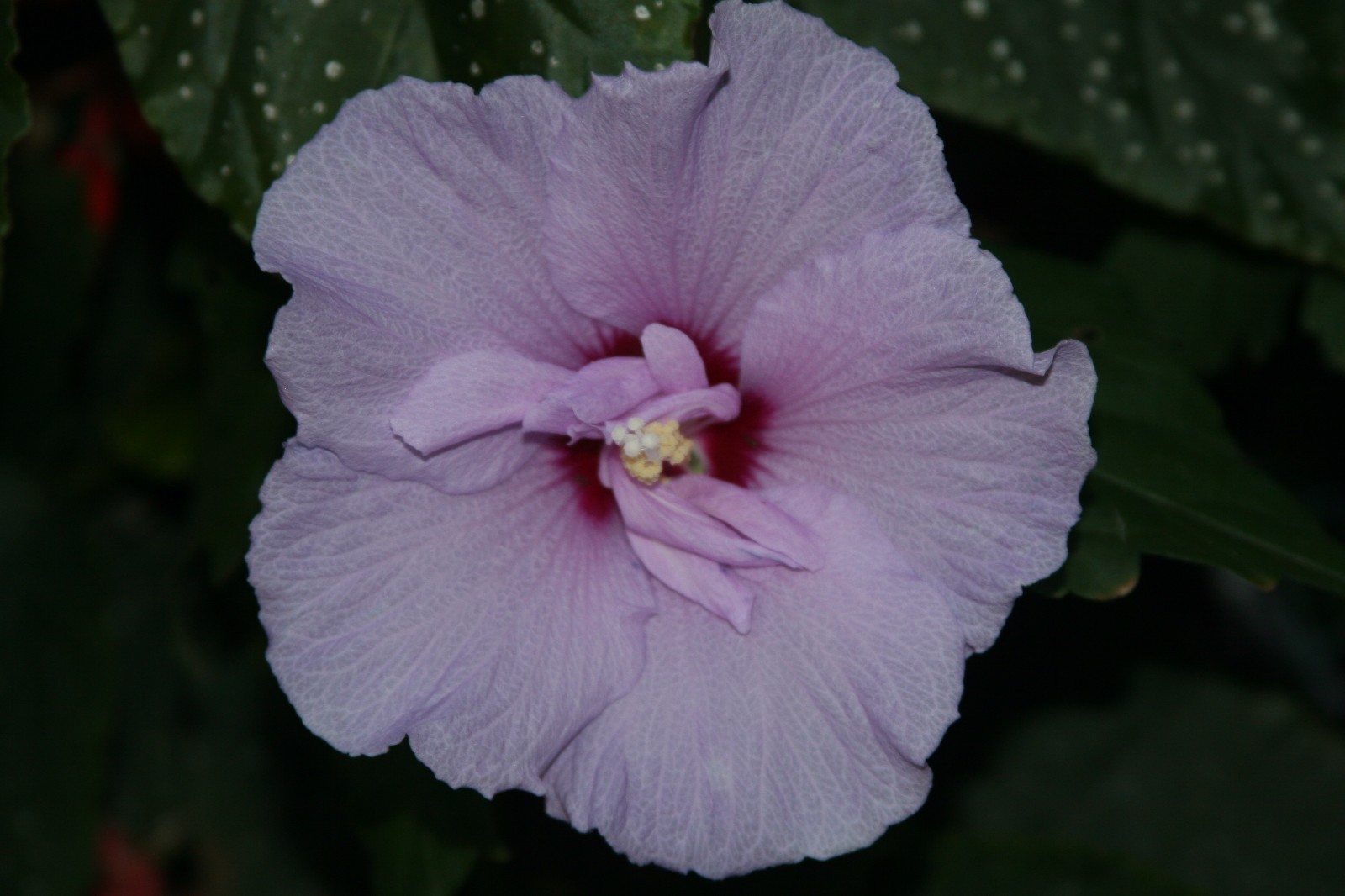 (5) Unrooted Cuttings Rose-of-Sharon ~Lavender~ Double, Stem, Bush/Shrub/Tree