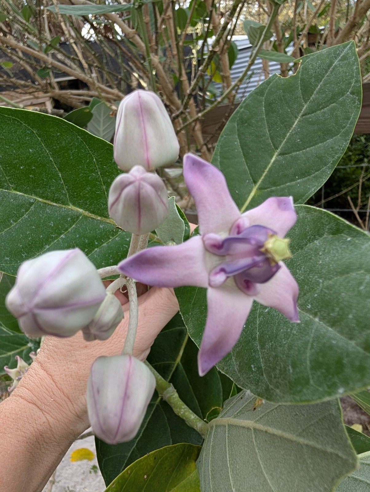 Purple Giant Milkweed Butterfly Calotropis Gigantea 6 Fresh Cuttings Plant Live
