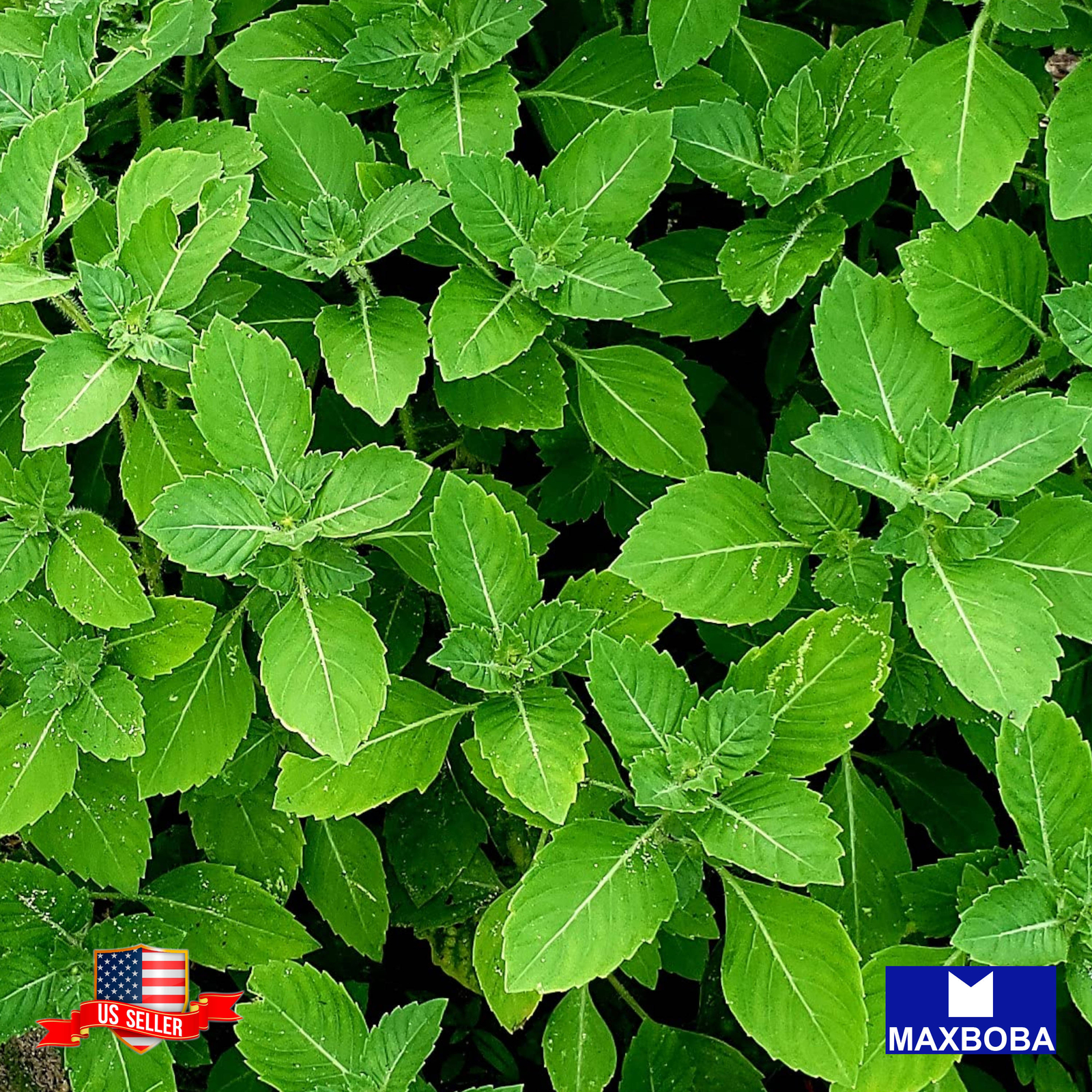 Basil Seeds – Holy Basil Green Leaf Non-GMO Heirloom Garden