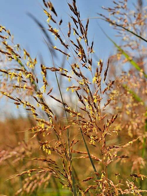 501+INDIAN GRASS Seeds Native Prairie Wildflower Ornamental Poor Soils Heat Cold