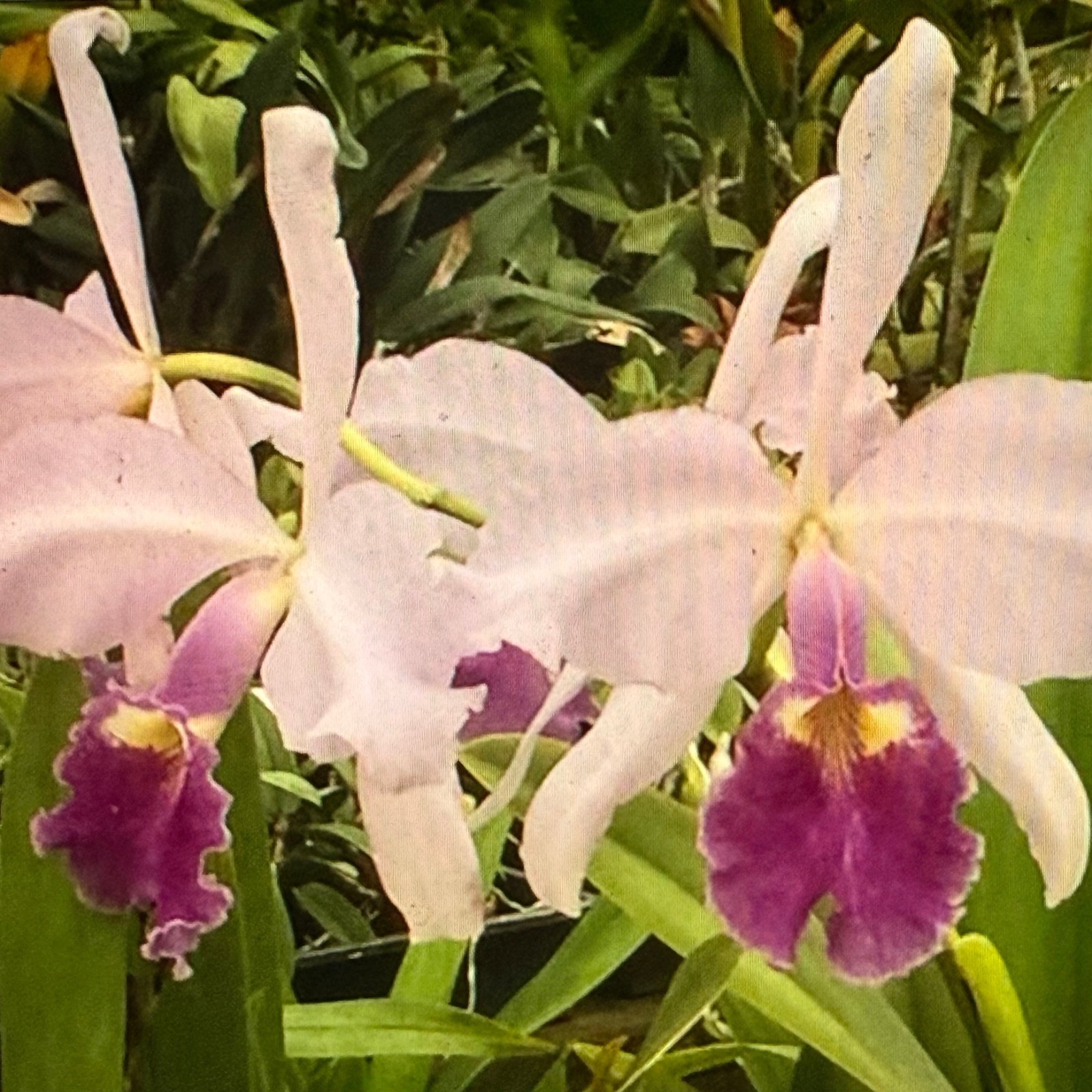 Cattleya warscewiczii var. coerulea #1