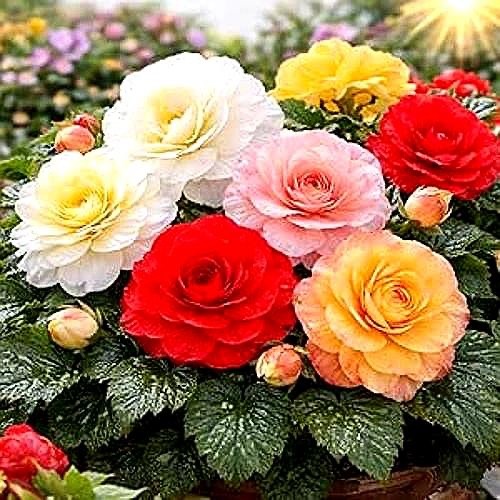 Odorata Begonia Bulbs Mix – Fragrant Double Flowering Begonias (10 Bulbs)
