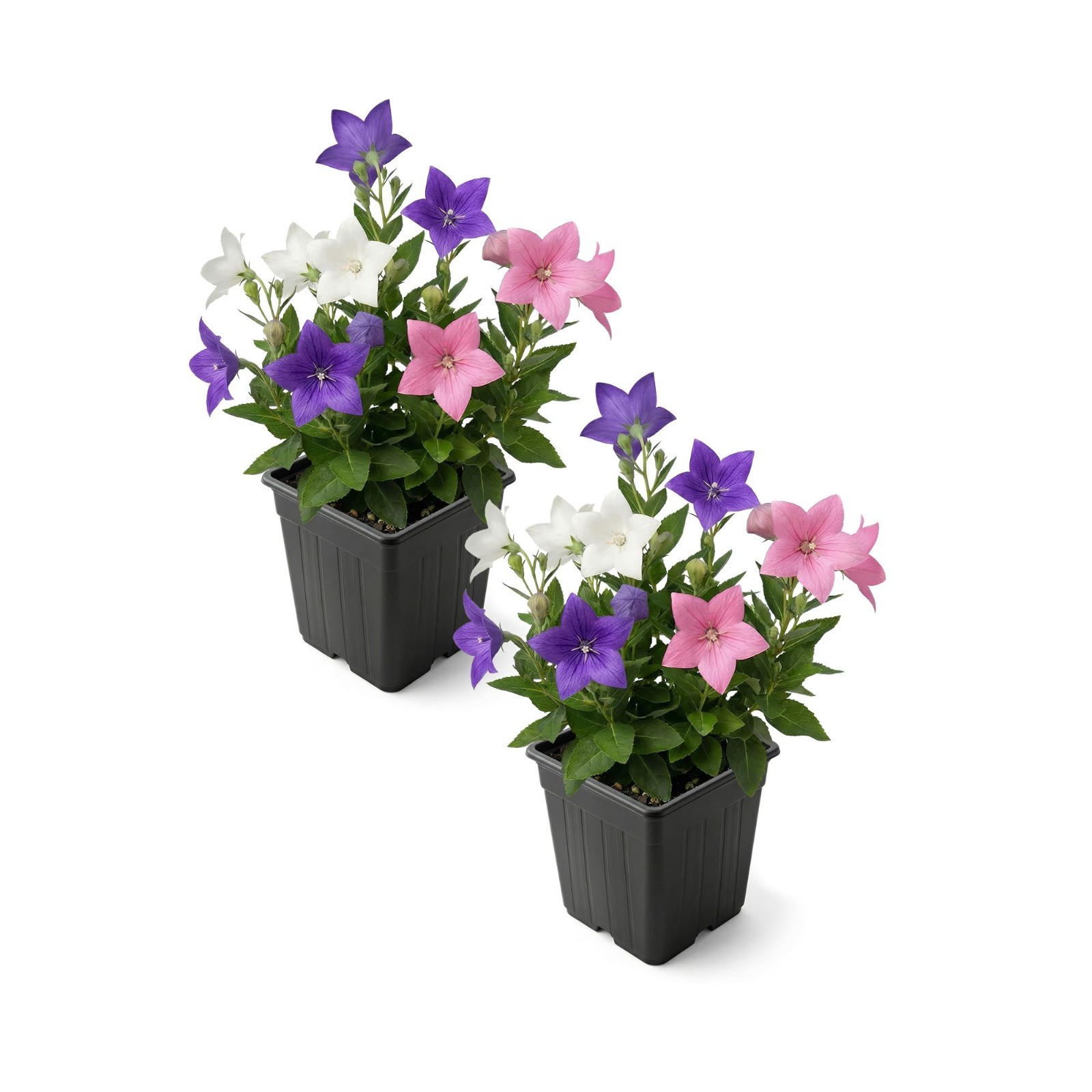 Blooming Pink Balloon Flower 2-Pack – Summer Perennial Plant, 10″ Tall, 1 Qt Pot
