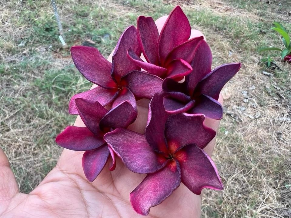 Plumeria (Frangipani) ‘PK Lucky Purple’ Grafted w/roots