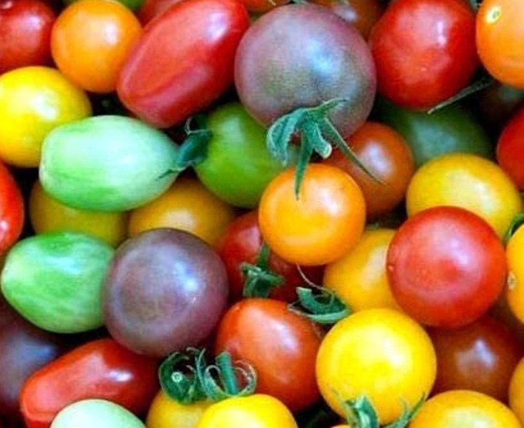 120+ Rainbow Cherry Tomato Seeds – Heirloom – Organic – NON GMO ———- FRESH