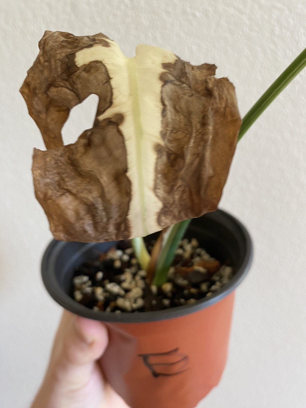 Variegated Monstera Albo Borsigiana – See Description – Available: A, B, D, E