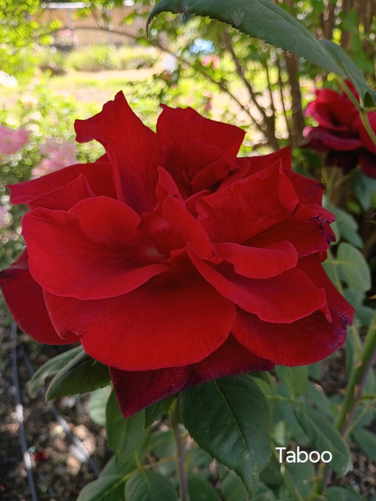 Taboo-Deep Red Hybrid Tea Own-root Live Plant Long Stems 6″ Pot Rose Bush