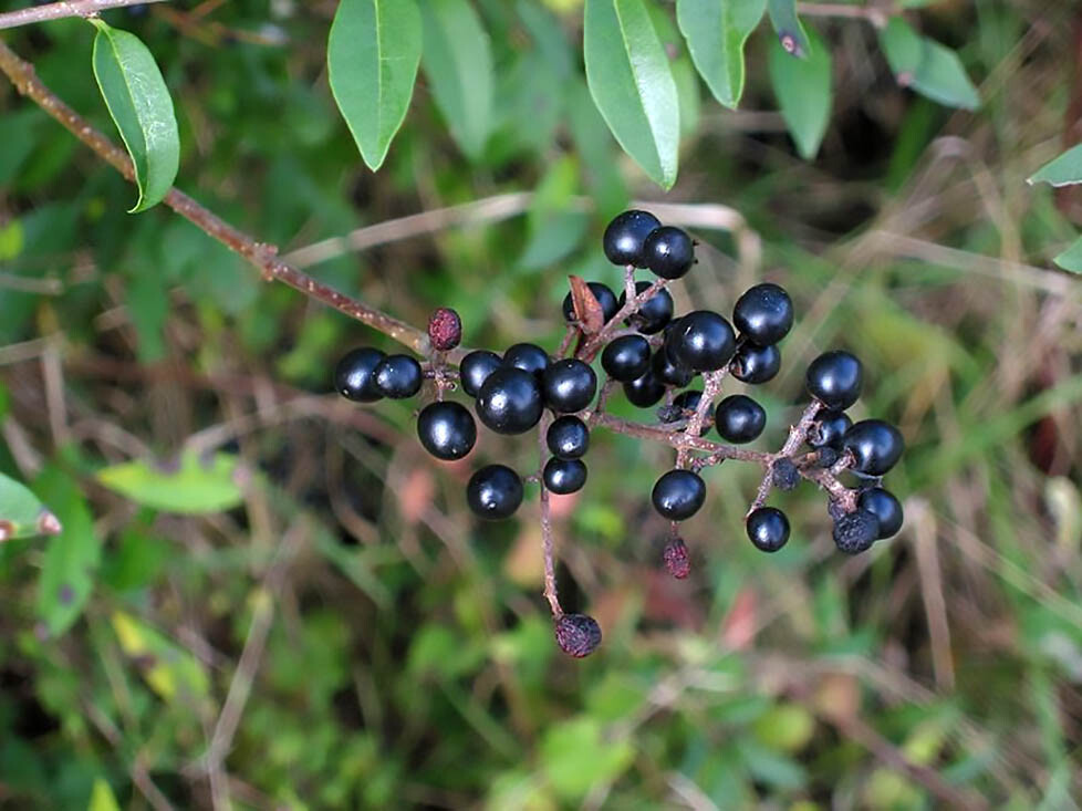 Privet Shrub, Ligustrum vulgare Seeds