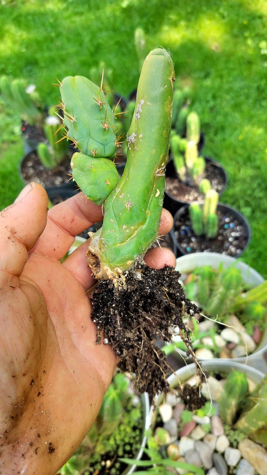 Sacred Cactus – Bridgesii TBM -Short Type- Fully Rooted ( Exact Cactus)