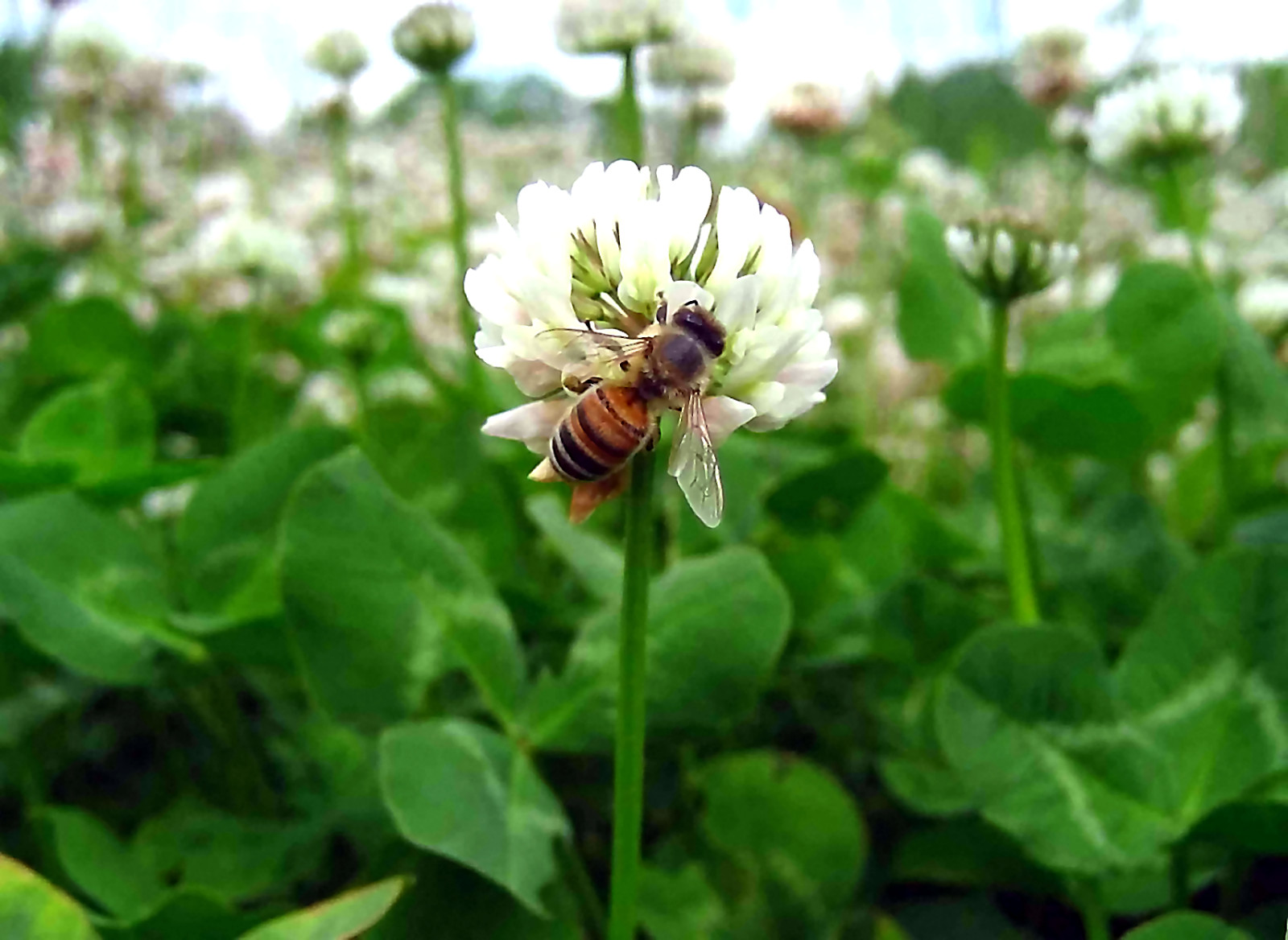 10 grams White Ladino Clover seed. Stabilize Nitrogen, Feed Bees! Pasture Forage